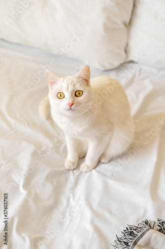 Close up view of white shorthair cat resting on bed.