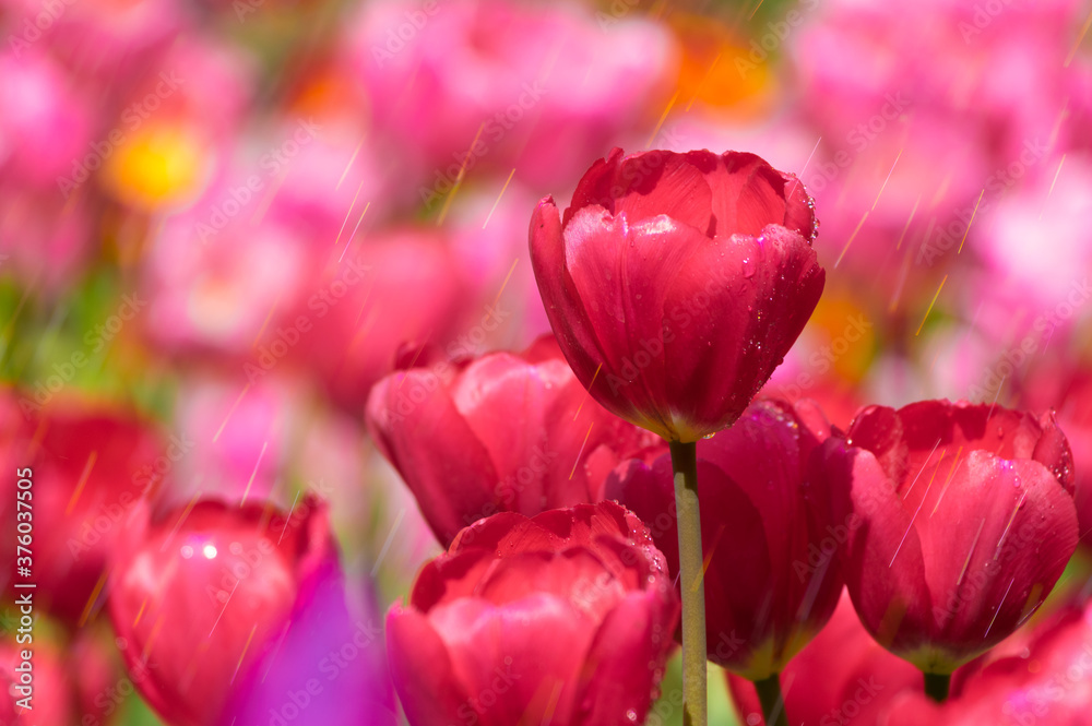 Tulips in full bloom in early spring Tulips in full bloom in early spring