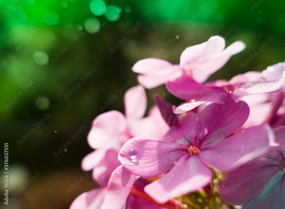 drop on a petal of a phlox flower on green bokeh background, on a green background, close-up
