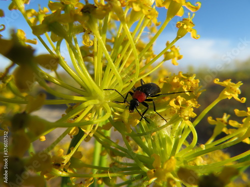 insect flower pollination beautiful natural macro beetle © Malomalot