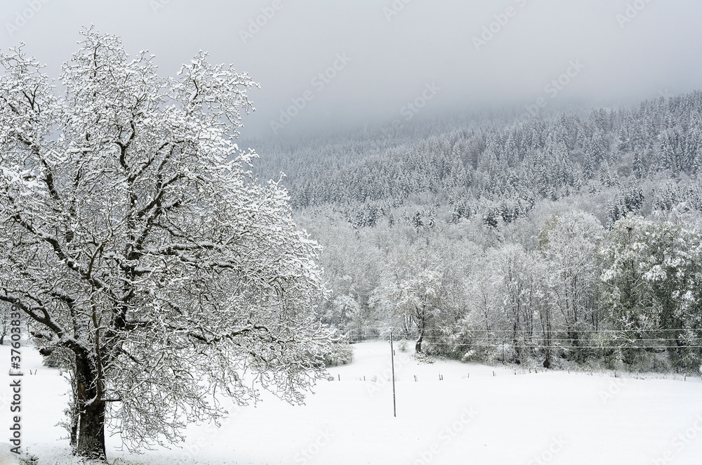 Φωτογραφία Morning in the French alps near the Geneva lake after a snowfall.