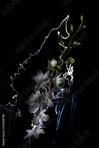 orchidea photo