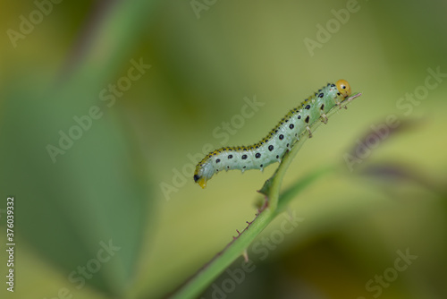 Sawfly larvae © Malcolm Saunders