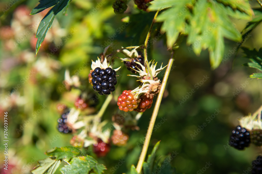 Blackberry bush in the garden Blackberry bush in the garden