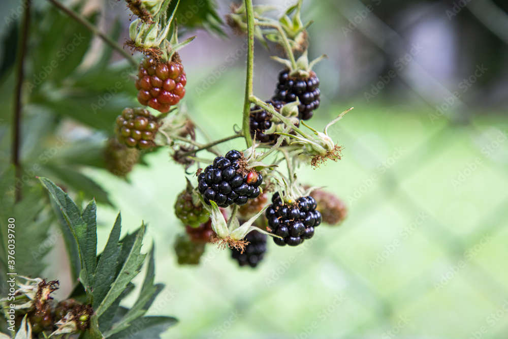 blackberry bush in the garden blackberry bush in the garden