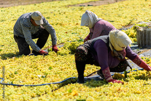 Spread the sultani grape under the sun for drying photo