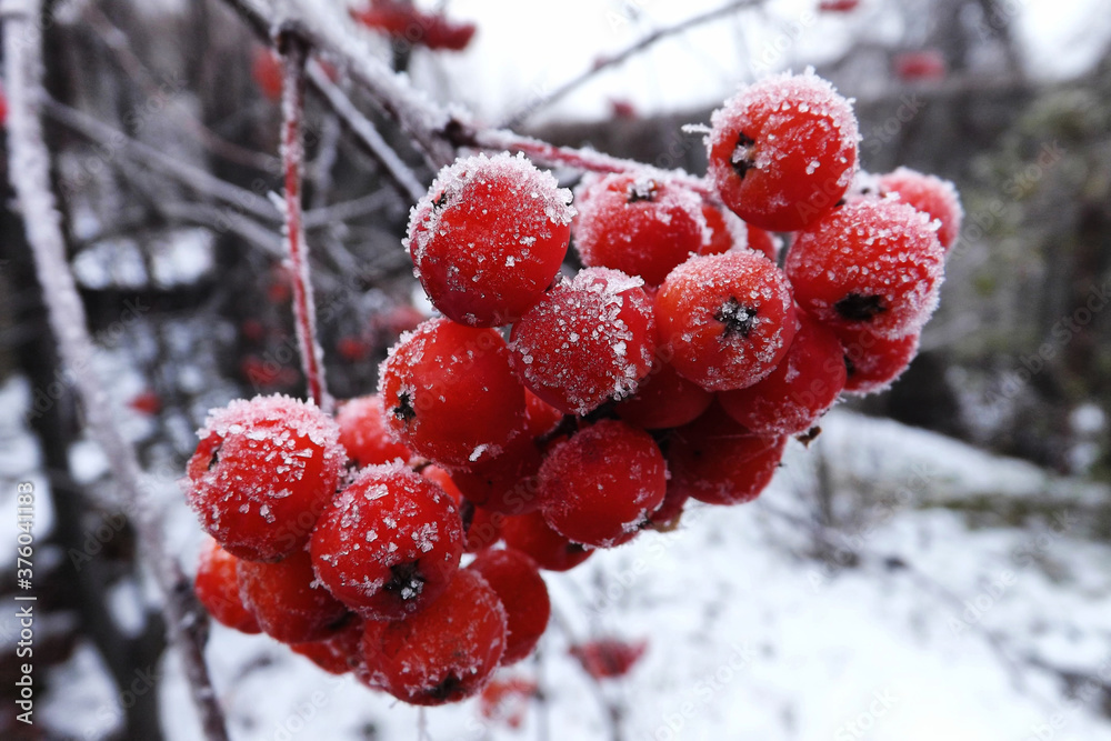 red berries in snow, ashberry on a frosty day, frozen red berries in snow, ashberry on a frosty day, frozen