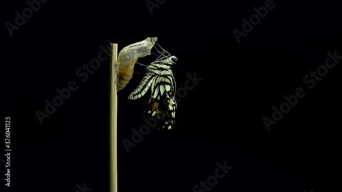 Development and transformation stages of lime Butterfly (Papilio demoleus malayanus) hatching out of pupa to butterfly. Isolated on black background. photo