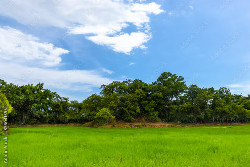 Obraz premium green field and blue sky