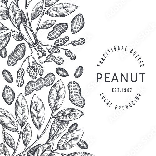 Hand drawn peanut branch and kernels design template. Organic food vector illustration on white background. Retro nut background. Engraved style botanical picture.