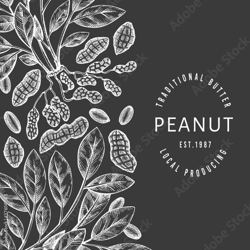 Hand drawn peanut branch and kernels design template. Organic food vector illustration on chalk board. Retro nut illustration. Engraved style botanical picture.