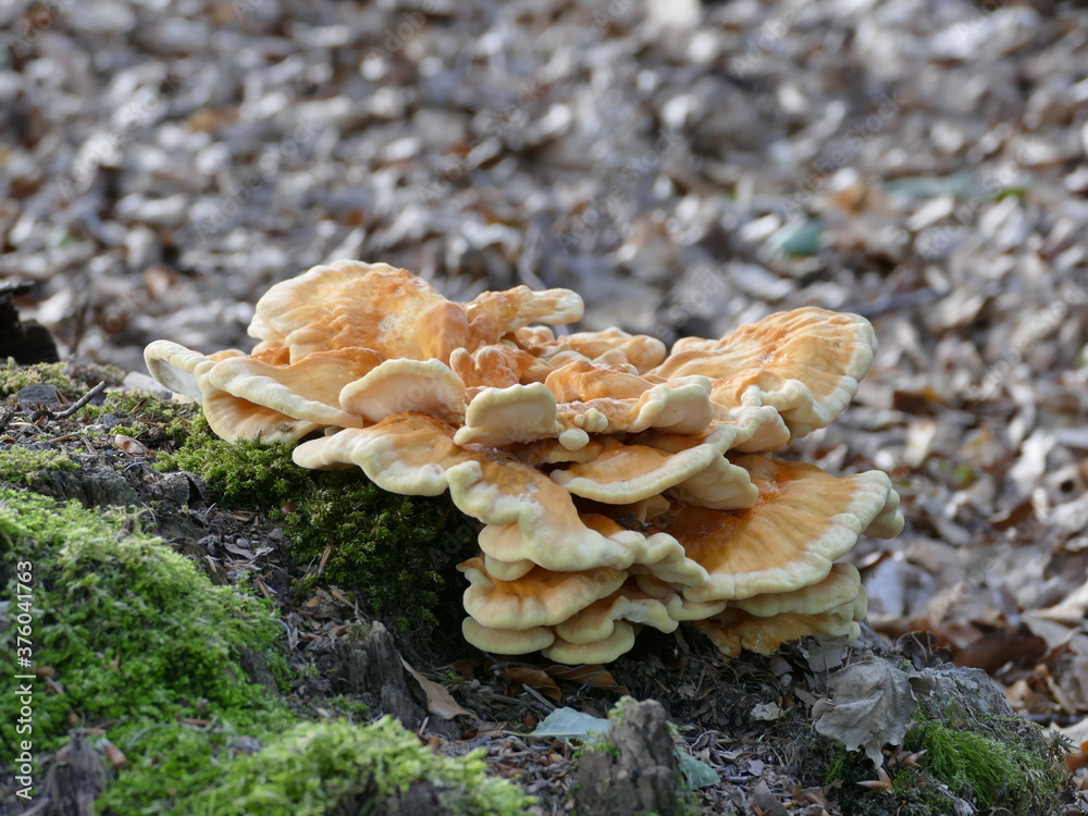 Schefelporling wächst auf altem Baumstumpf naben dem Wanderweg Schefelporling wächst auf altem Baumstumpf naben dem Wanderweg