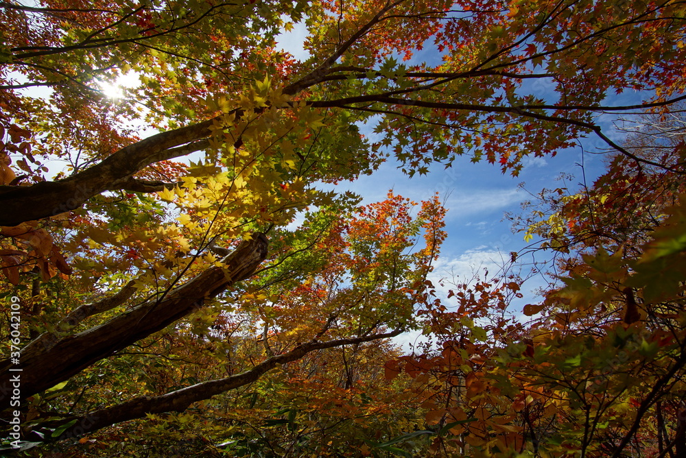 Fototapeta premium Autumn landscape. Autumn is a wonderful time of the year, with beautiful colors and a peaceful atmosphere around, Japan