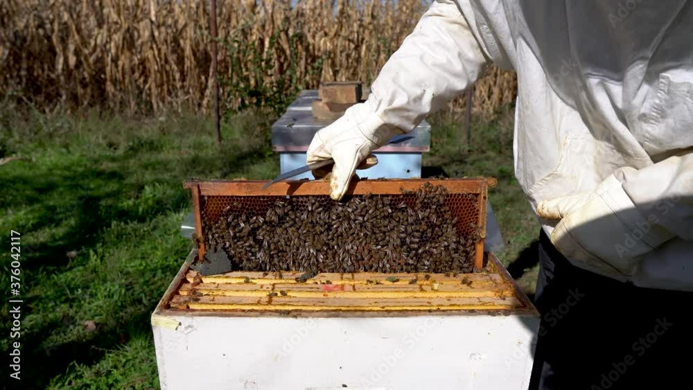 Beekeeper working with his bees Beekeeper working with his bees