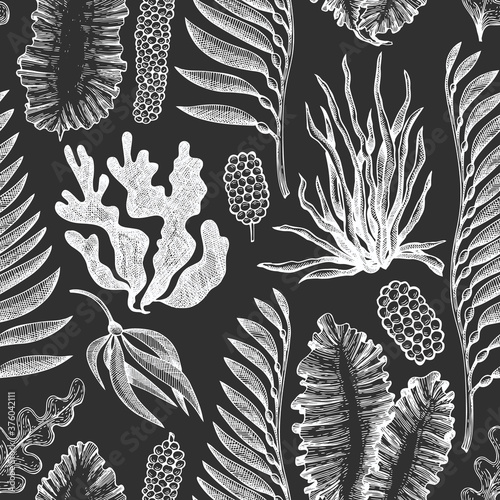Seaweed seamless pattern. Hand drawn vector seaweeds illustration on chalk board. Engraved style sea food banner. Vintage sea plants background