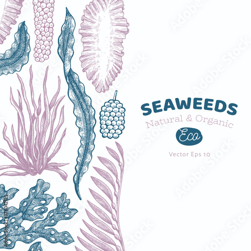 Seaweed design template. Hand drawn vector seaweeds illustration. Engraved style sea food banner. Retro sea plants background