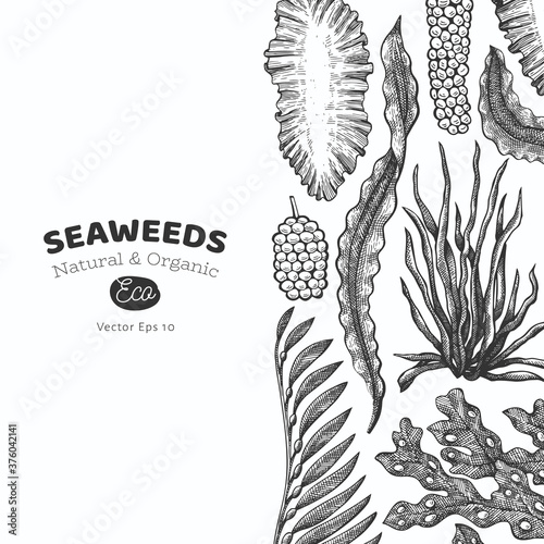 Seaweed design template. Hand drawn vector seaweeds illustration. Engraved style sea food banner. Retro sea plants background