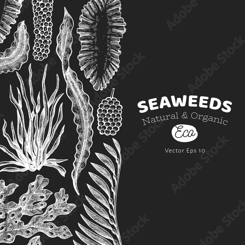Seaweed design template. Hand drawn vector seaweeds illustration on chalk board. Engraved style sea food banner. Vintage sea plants background