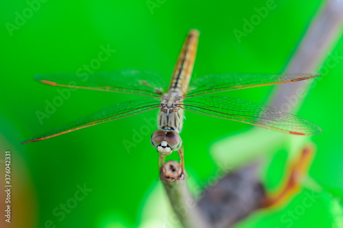 Closeup and Selective Focus Dragonfly is on tree branch in the nature.