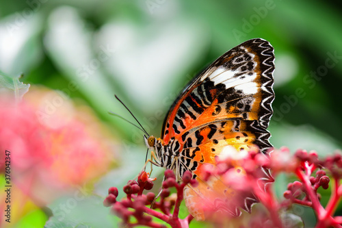 Closeup Butterfly Looking for sweet nectar on the Red  Flowers in nature.