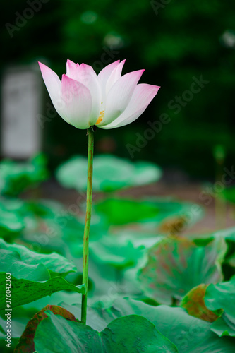 Closeup Pink lotus and green lotus leaf in the garden. Is a flower used in Buddhist rituals.