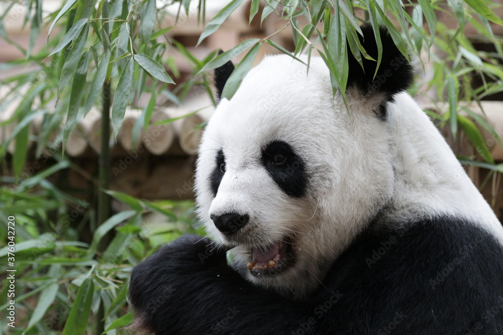 Obraz premium Close up Fluffy Panda Eating Bamboo