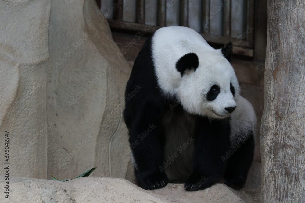 Fototapeta premium Cute Female Panda in Thailand
