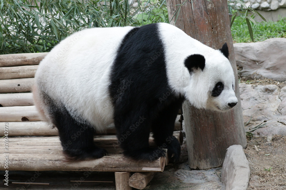 Fototapeta premium Cute Female Panda in Thailand