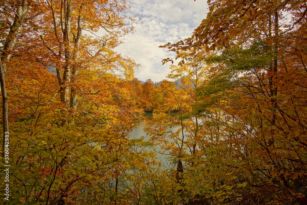 Colorful autumn landscape.Nature background. the lake in the autumnal forest, Japan