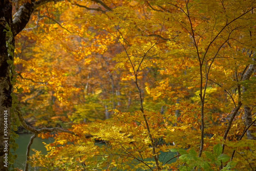 Autumn landscape beautiful colored trees. wonderful picturesque background. color in nature, Japan Autumn landscape beautiful colored trees. wonderful picturesque background. color in nature, Japan