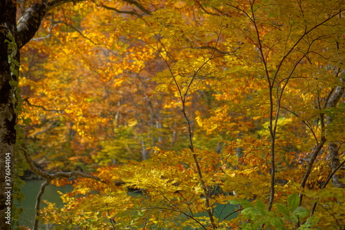 Autumn landscape beautiful colored trees. wonderful picturesque background. color in nature, Japan