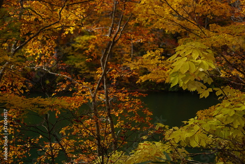Colorful autumn landscape.Nature background. the lake in the autumnal forest  Japan