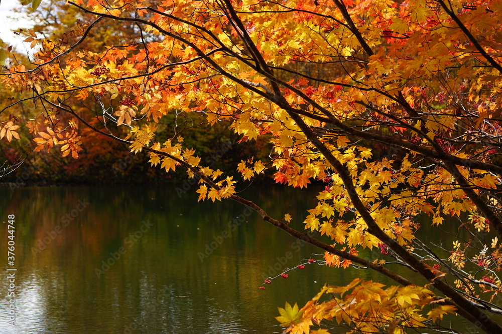 Colorful autumn landscape.Nature background. the lake in the autumnal forest, Japan