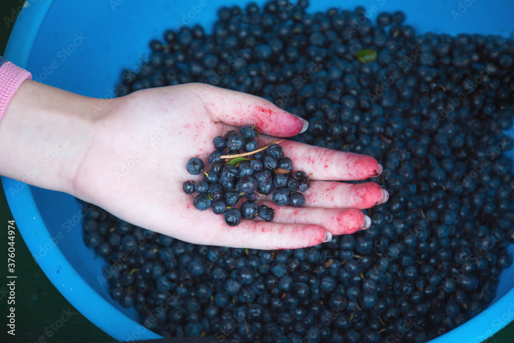 Hands with blueberries on berry background. Diet and health food concept. Hands with blueberries on berry background. Diet and health food concept.