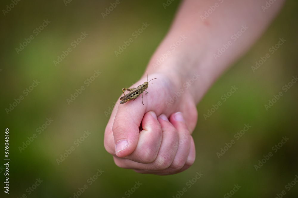 Obraz premium grasshopper on the palms in nature