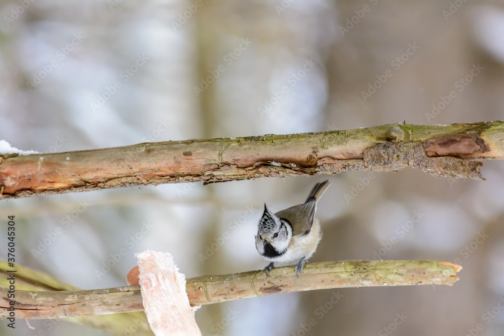 Forest birds live near the feeders in winter