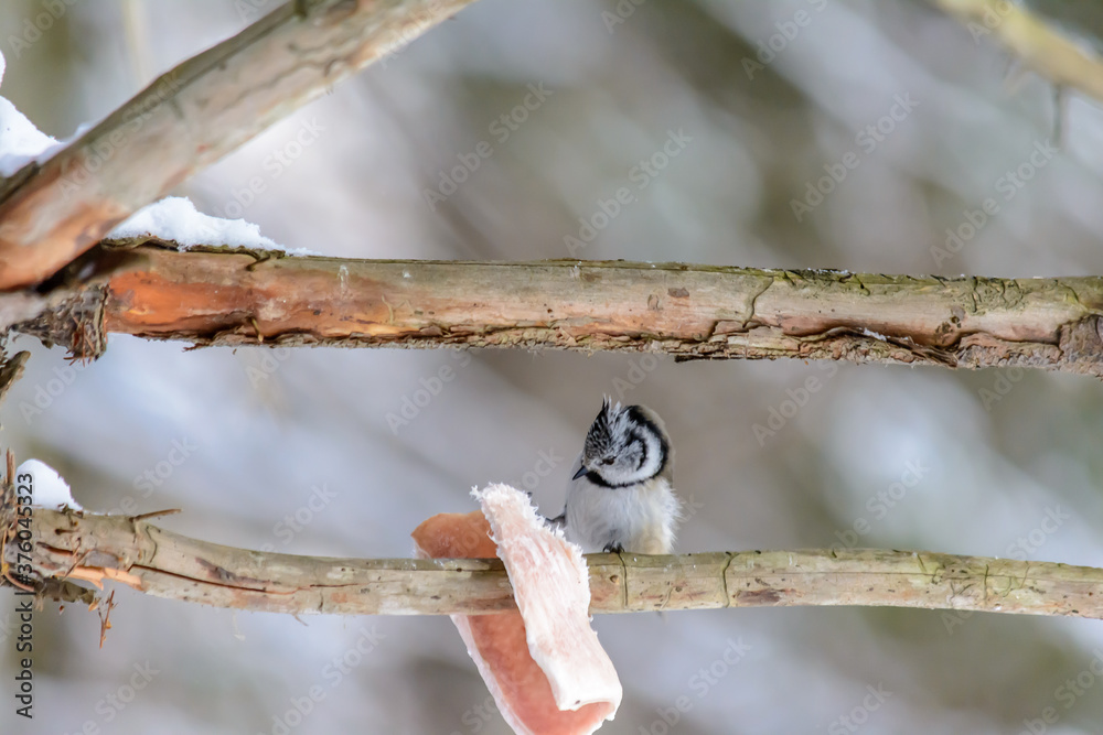 Forest birds live near the feeders in winter