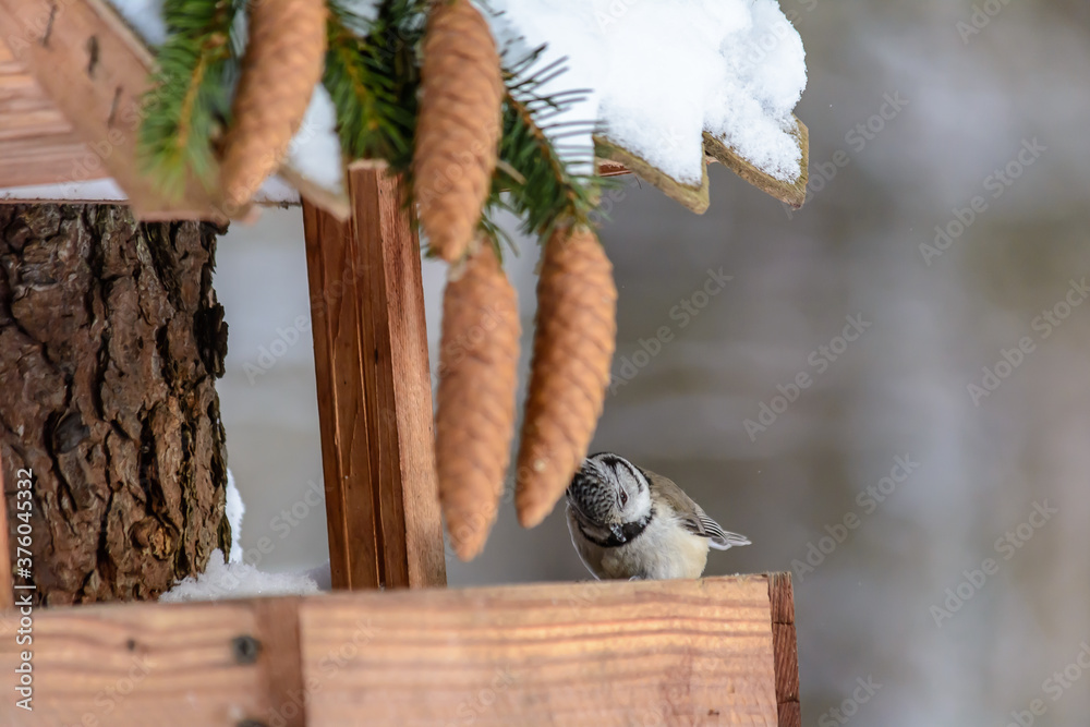 Forest birds live near the feeders in winter