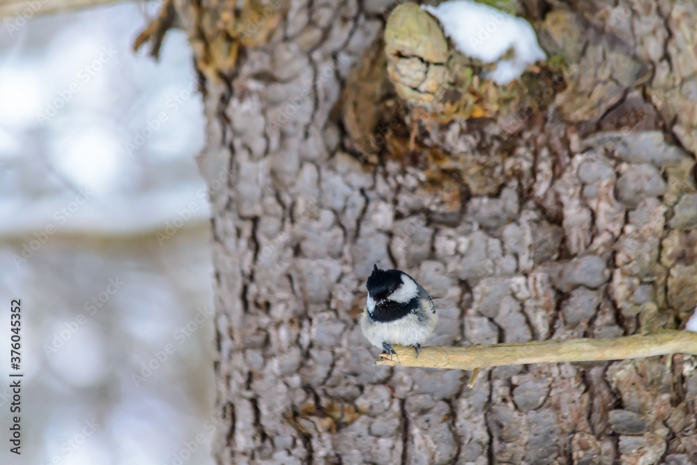 Forest birds live near the feeders in winter