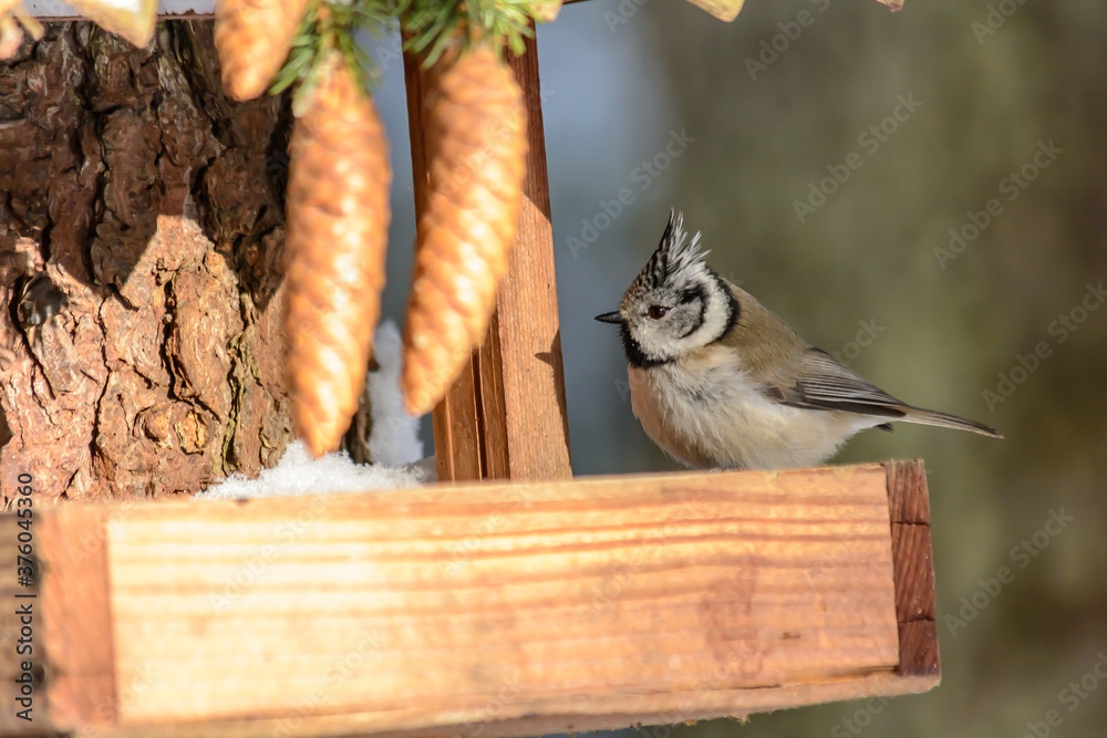Forest birds live near the feeders in winter