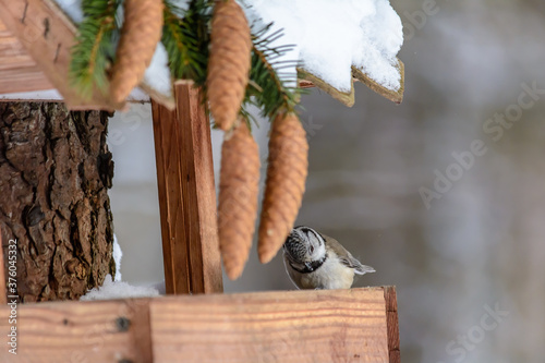 Forest birds live near the feeders in winter