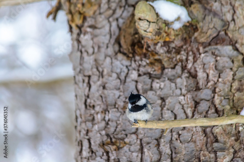 Obraz na płótnie Forest birds live near the feeders in winter w salonie