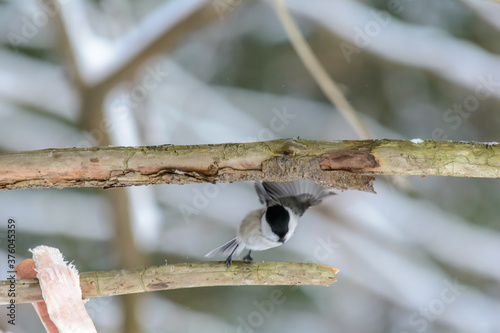 Forest birds live near the feeders in winter