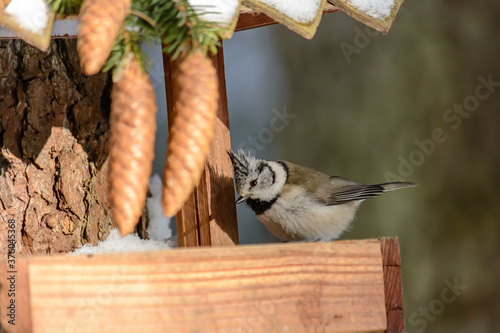 Obraz na płótnie Forest birds live near the feeders in winter w salonie