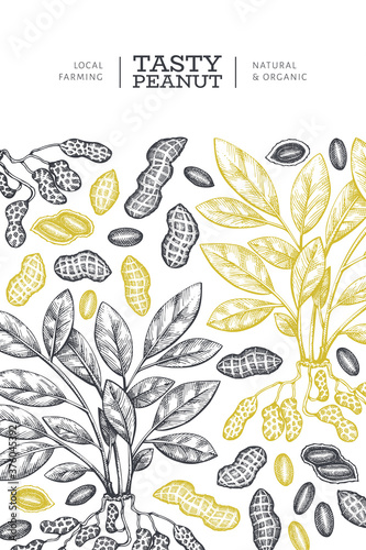 Wallpaper Mural Hand drawn peanut branch and kernels design template. Organic food vector illustration on white background. Retro nut background. Engraved style botanical picture. Torontodigital.ca