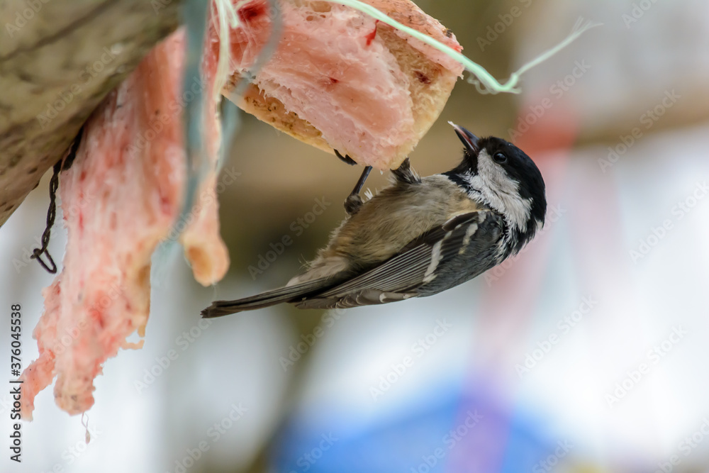 Forest birds live near the feeders in winter