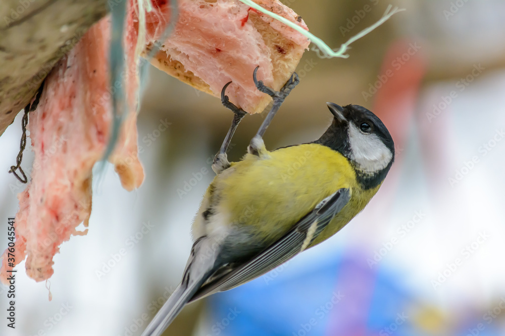 Forest birds live near the feeders in winter