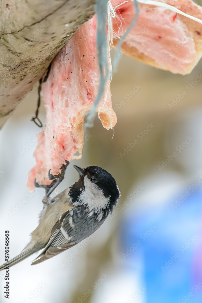 Forest birds live near the feeders in winter