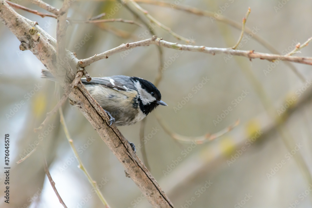 Forest birds live near the feeders in winter