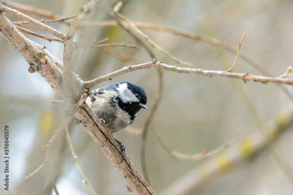 Forest birds live near the feeders in winter